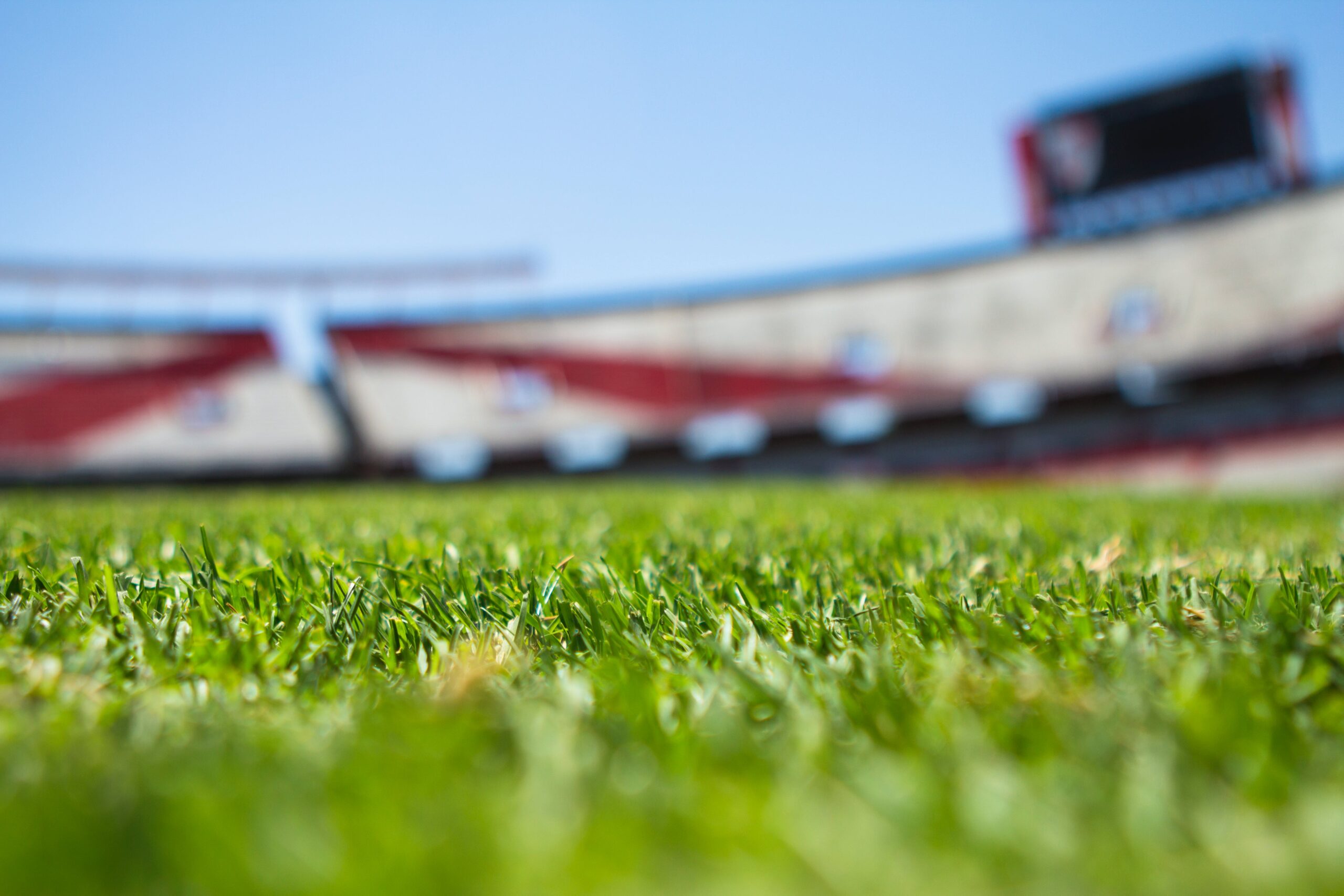 Stadium grass