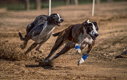 Greyhound racing